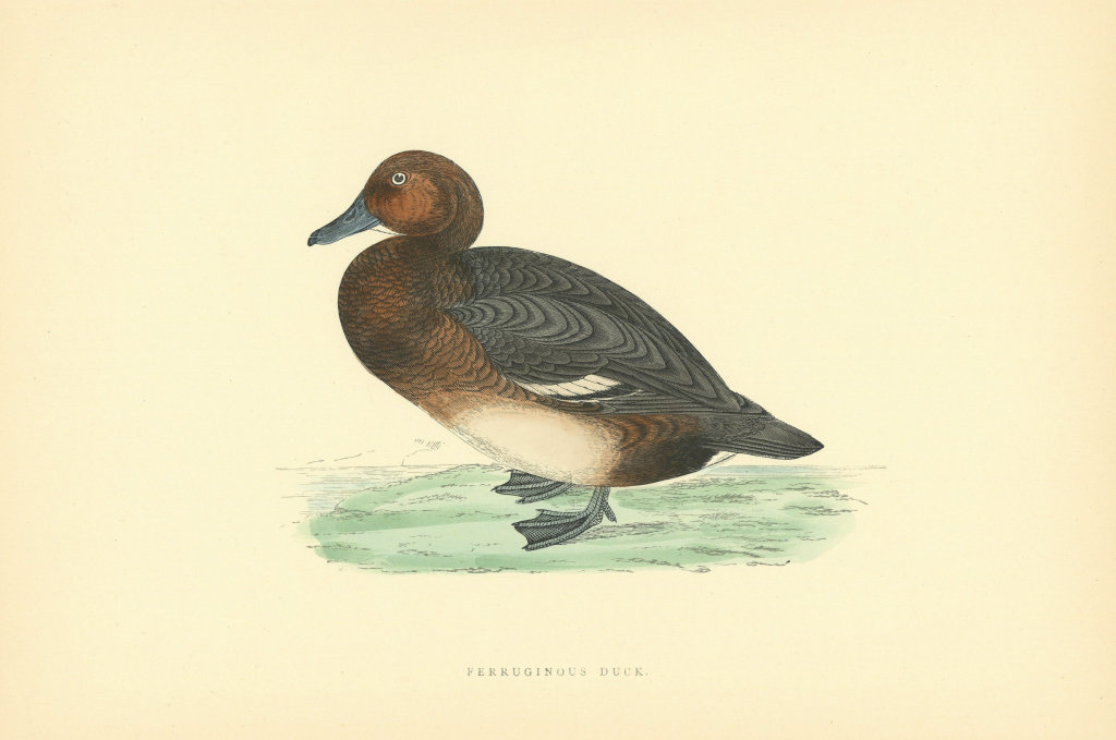 Ferruginous Duck. Morris's British Birds. Antique colour print 1903 old