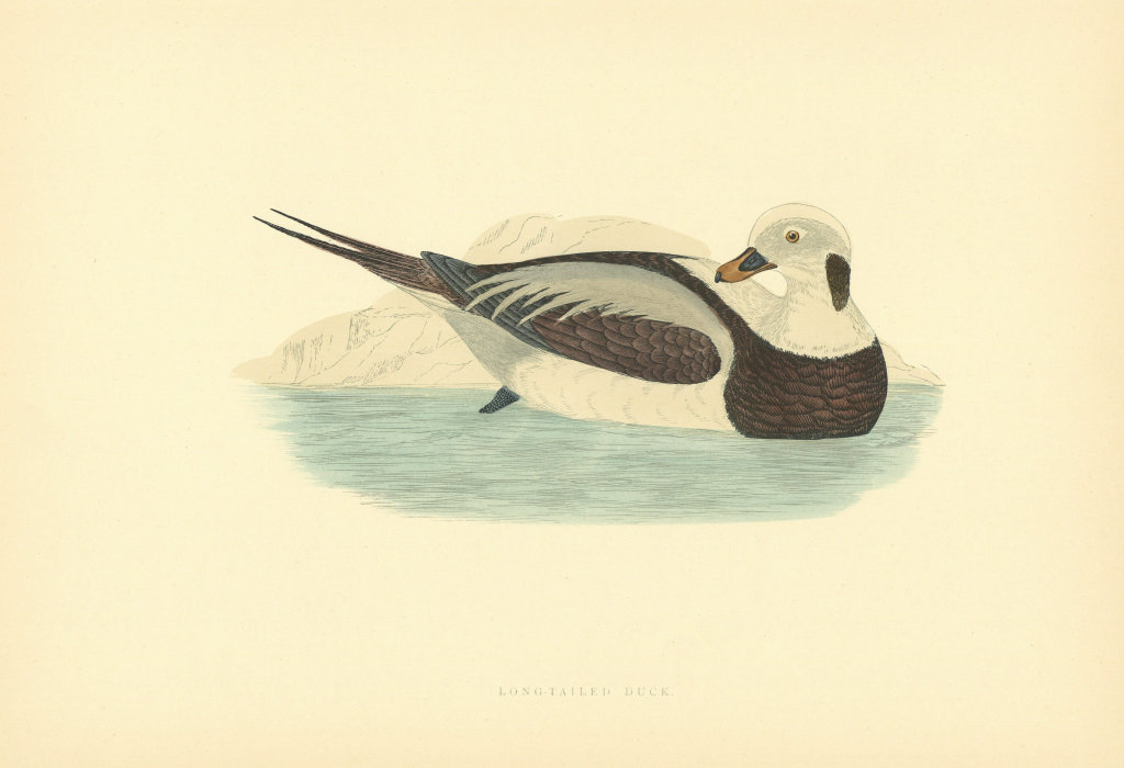 Long-Tailed Duck. Morris's British Birds. Antique colour print 1903 old