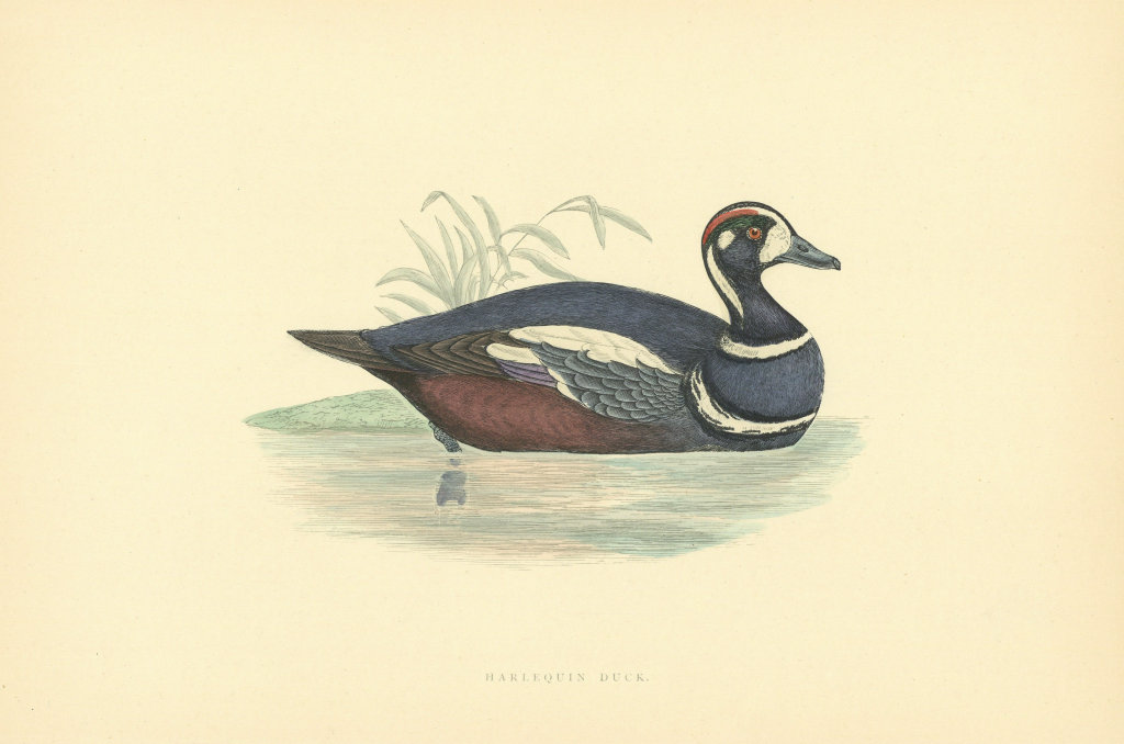 Harlequin Duck. Morris's British Birds. Antique colour print 1903 old
