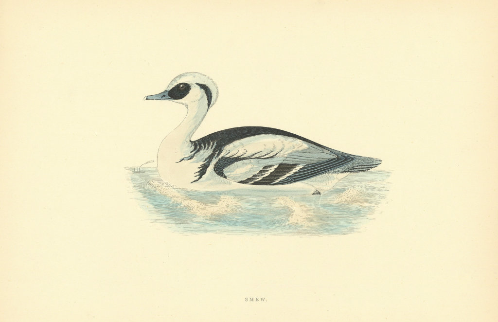 Smew. Morris's British Birds. Antique colour print 1903 old