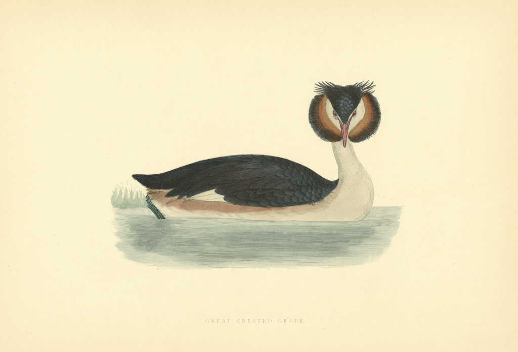 Great Crested Grebe. Morris's British Birds. Antique colour print 1903