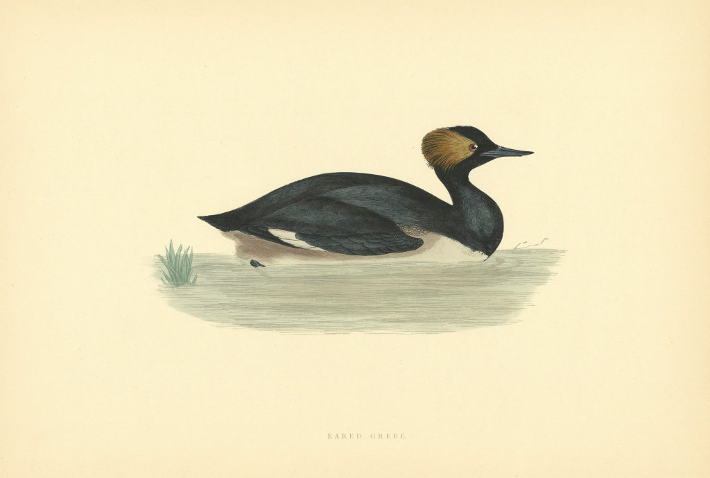 Eared Grebe. Morris's British Birds. Antique colour print 1903 old