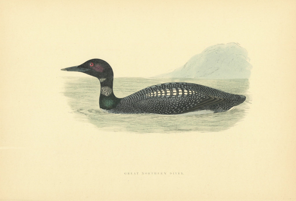 Great Northern Diver. Morris's British Birds. Antique colour print 1903