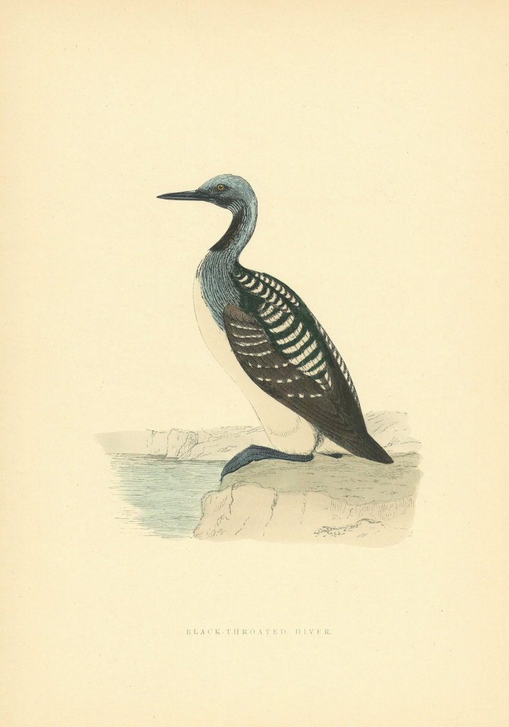 Black-Throated Diver. Morris's British Birds. Antique colour print 1903