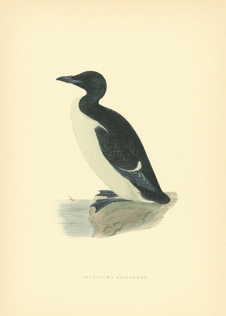 Brunnich's Guillemot. Morris's British Birds. Antique colour print 1903