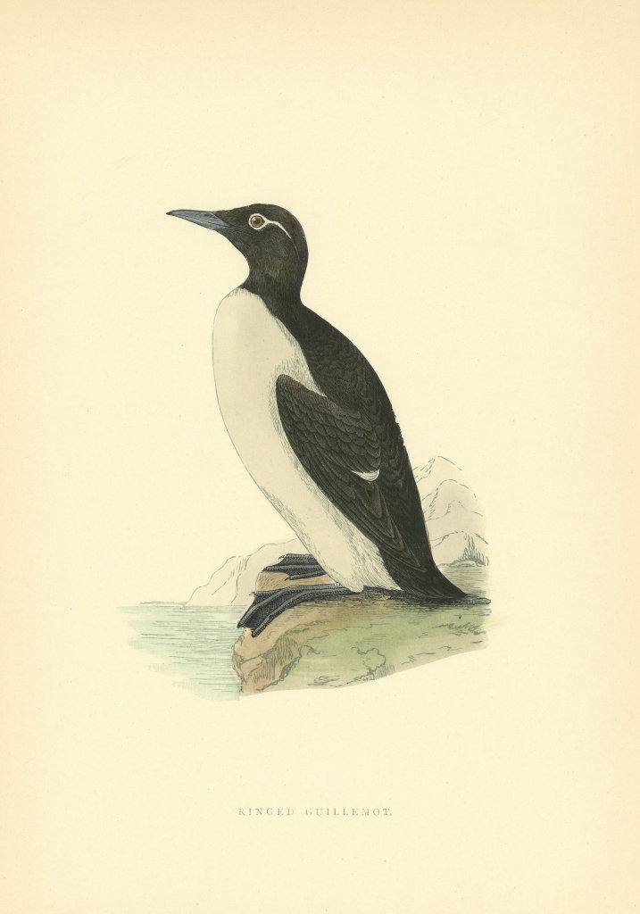 Ringed Guillemot. Morris's British Birds. Antique colour print 1903 old