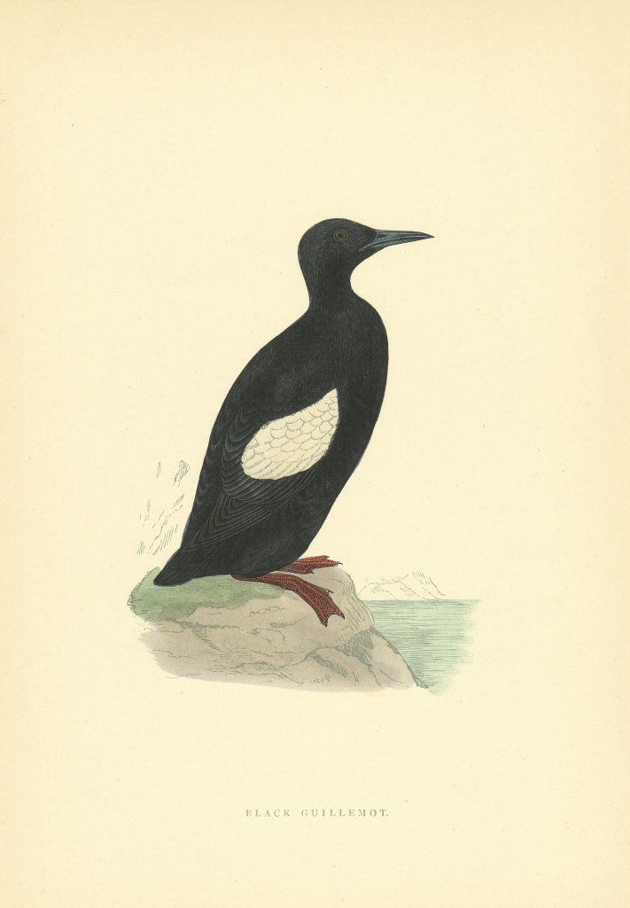 Associate Product Black Guillemot. Morris's British Birds. Antique colour print 1903 old