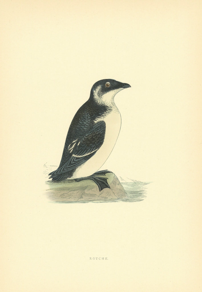 Rotche. Morris's British Birds. Antique colour print 1903 old