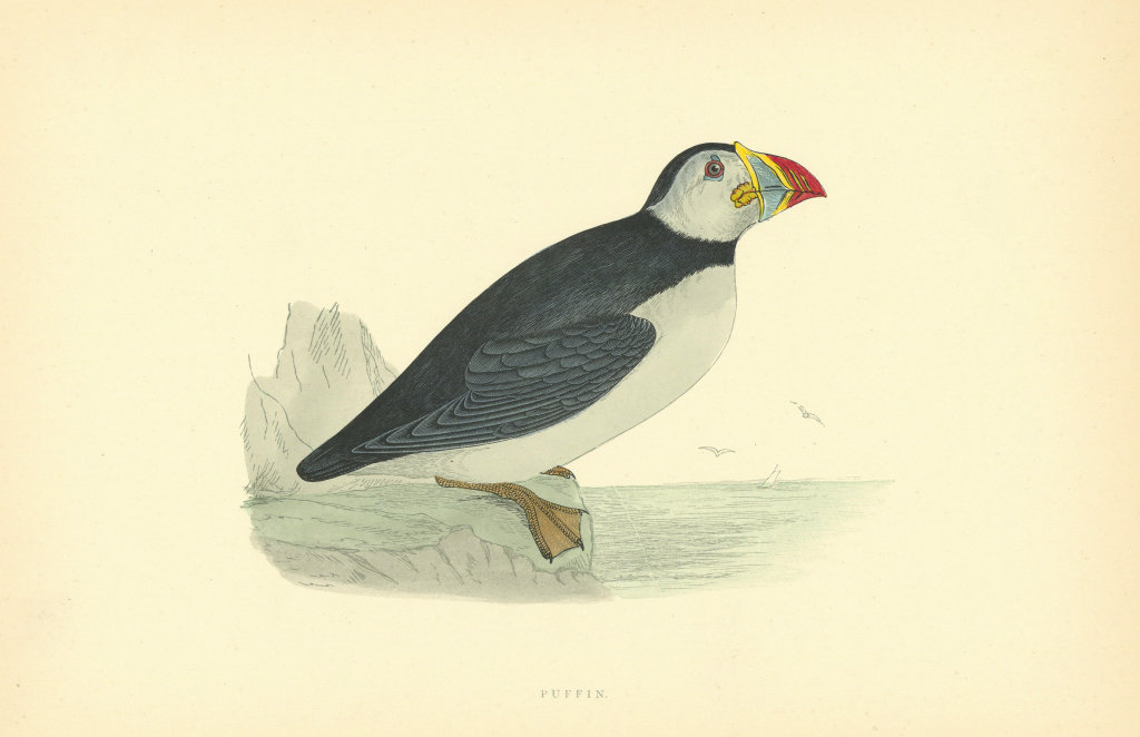 Puffin. Morris's British Birds. Antique colour print 1903 old