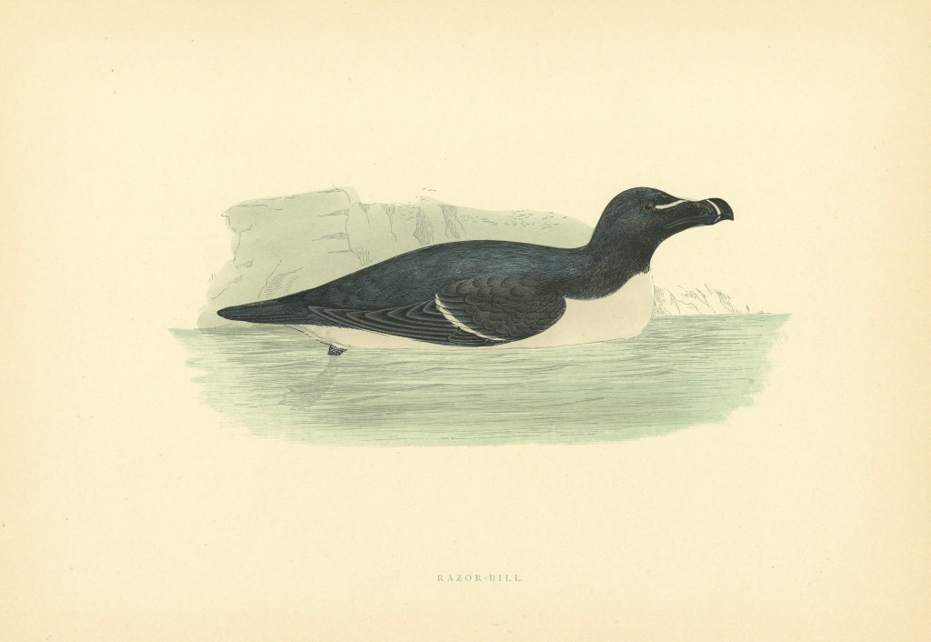 Razor-bill. Morris's British Birds. Antique colour print 1903 old
