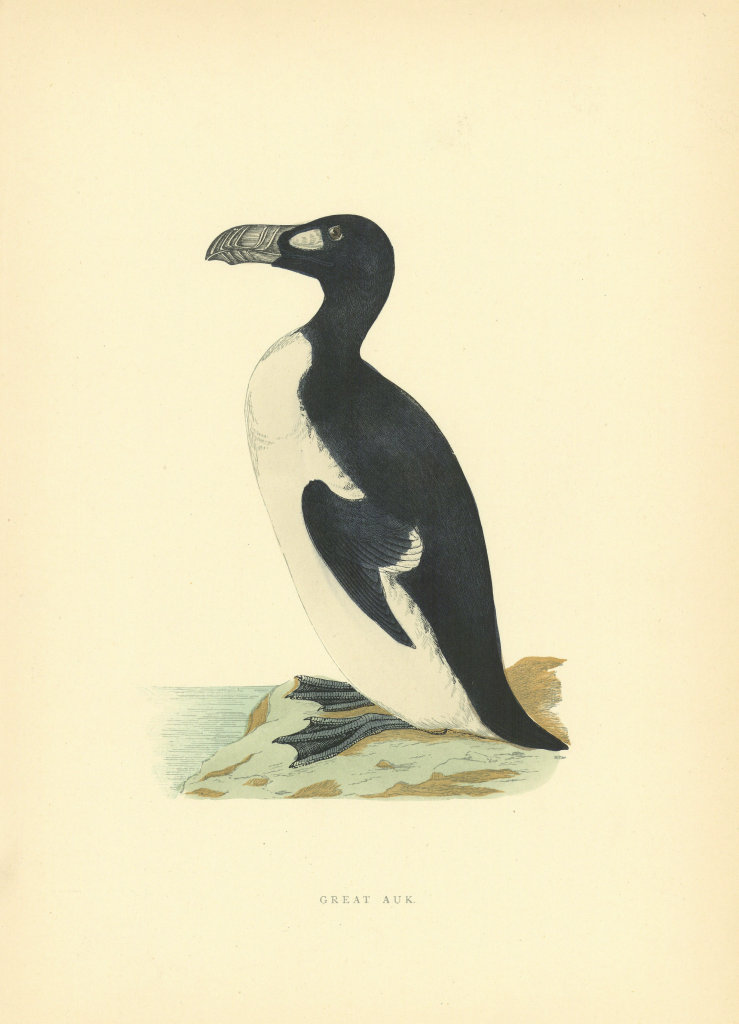 Associate Product Great Auk. Morris's British Birds. Antique colour print 1903 old
