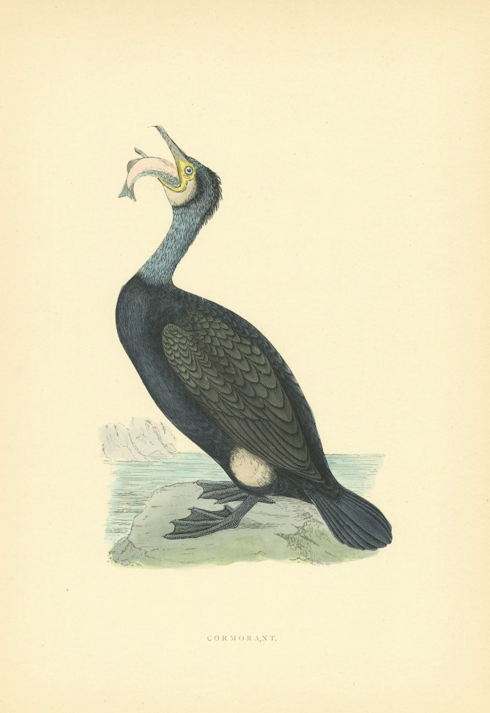 Cormorant. Morris's British Birds. Antique colour print 1903 old