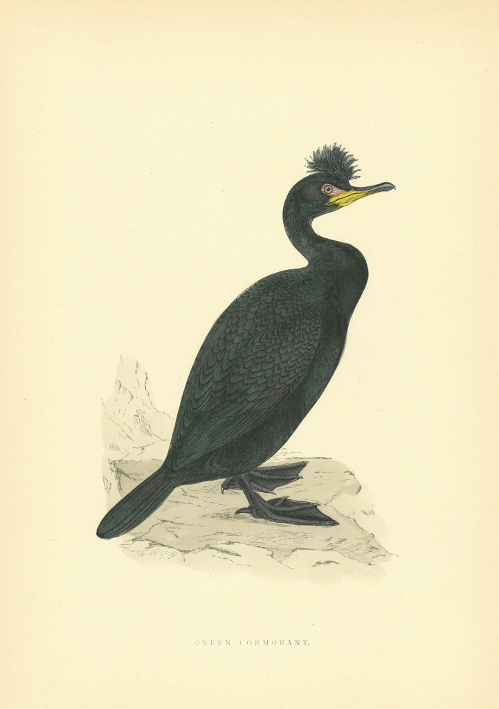 Green Cormorant. Morris's British Birds. Antique colour print 1903 old