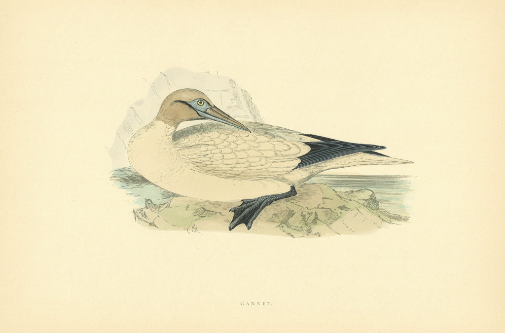 Gannet. Morris's British Birds. Antique colour print 1903 old
