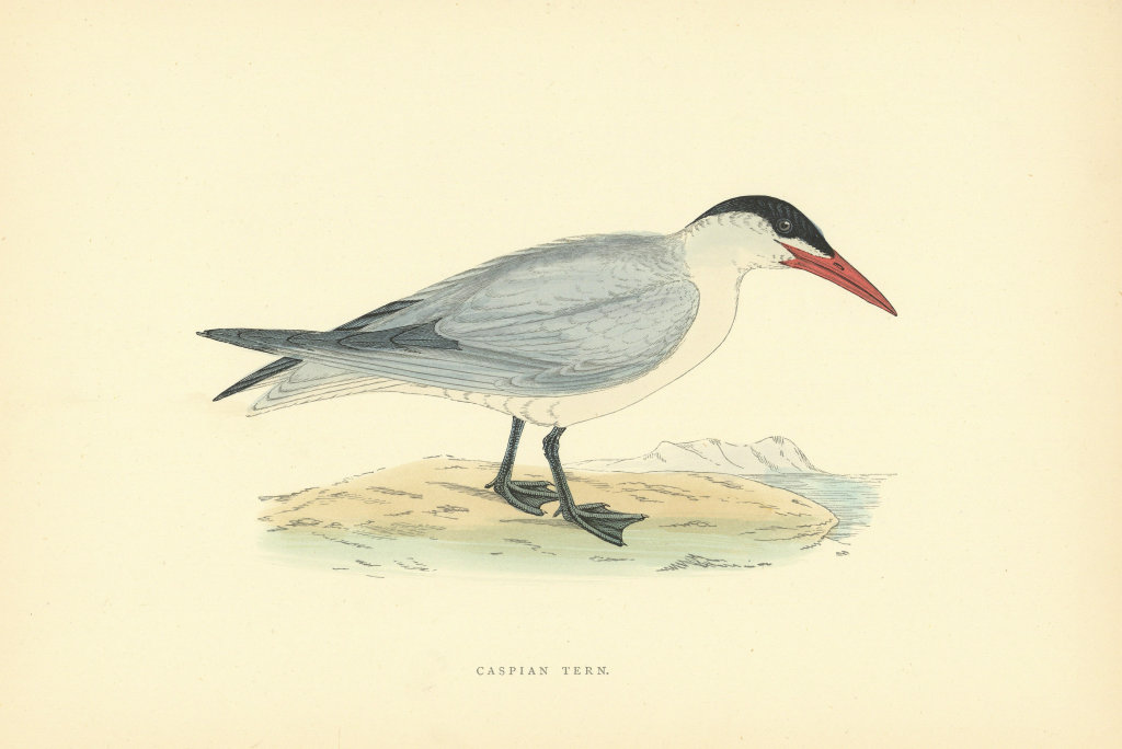 Caspian Tern. Morris's British Birds. Antique colour print 1903 old
