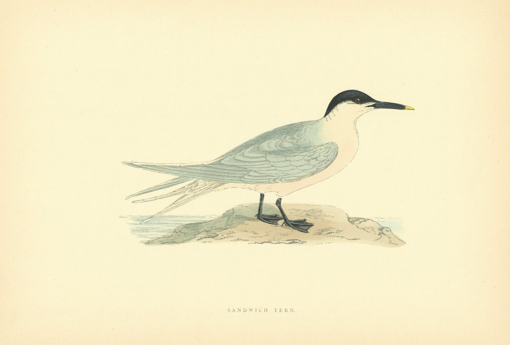 Sandwich Tern. Morris's British Birds. Antique colour print 1903 old