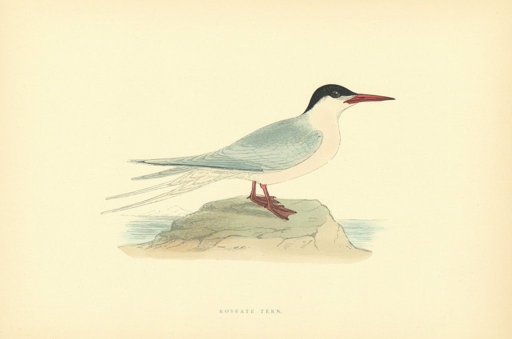 Roseate Tern. Morris's British Birds. Antique colour print 1903 old