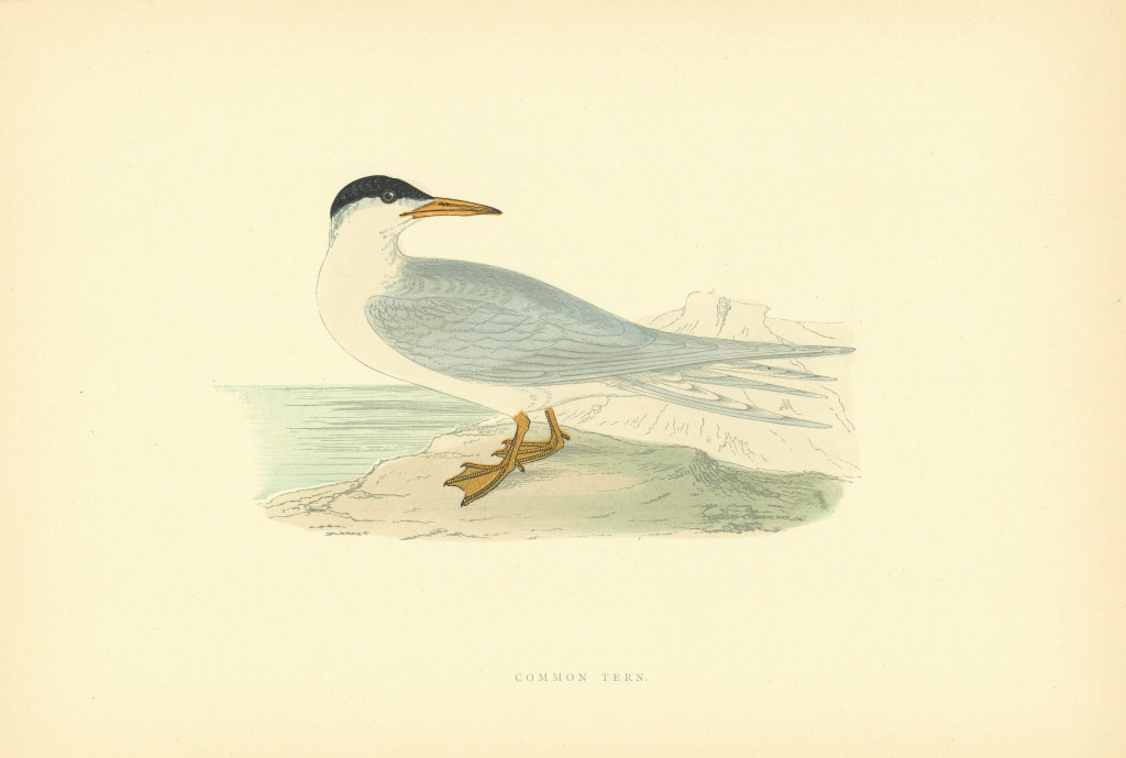 Common Tern. Morris's British Birds. Antique colour print 1903 old