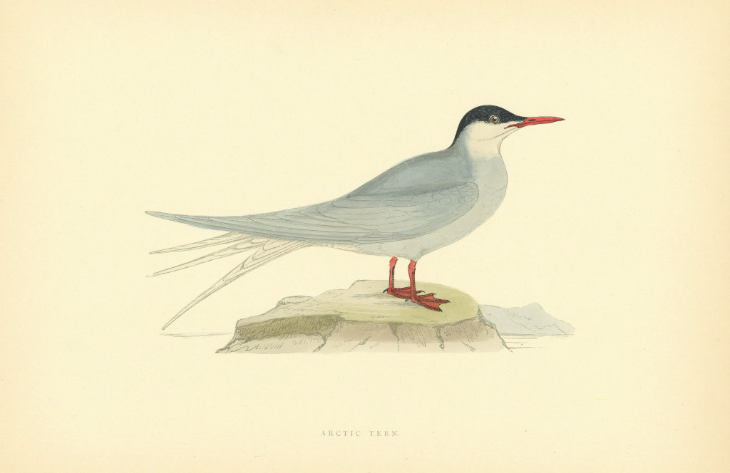 Arctic Tern. Morris's British Birds. Antique colour print 1903 old