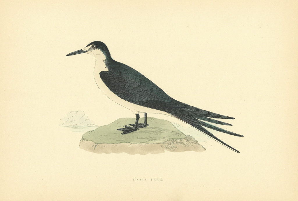 Sooty Tern. Morris's British Birds. Antique colour print 1903 old