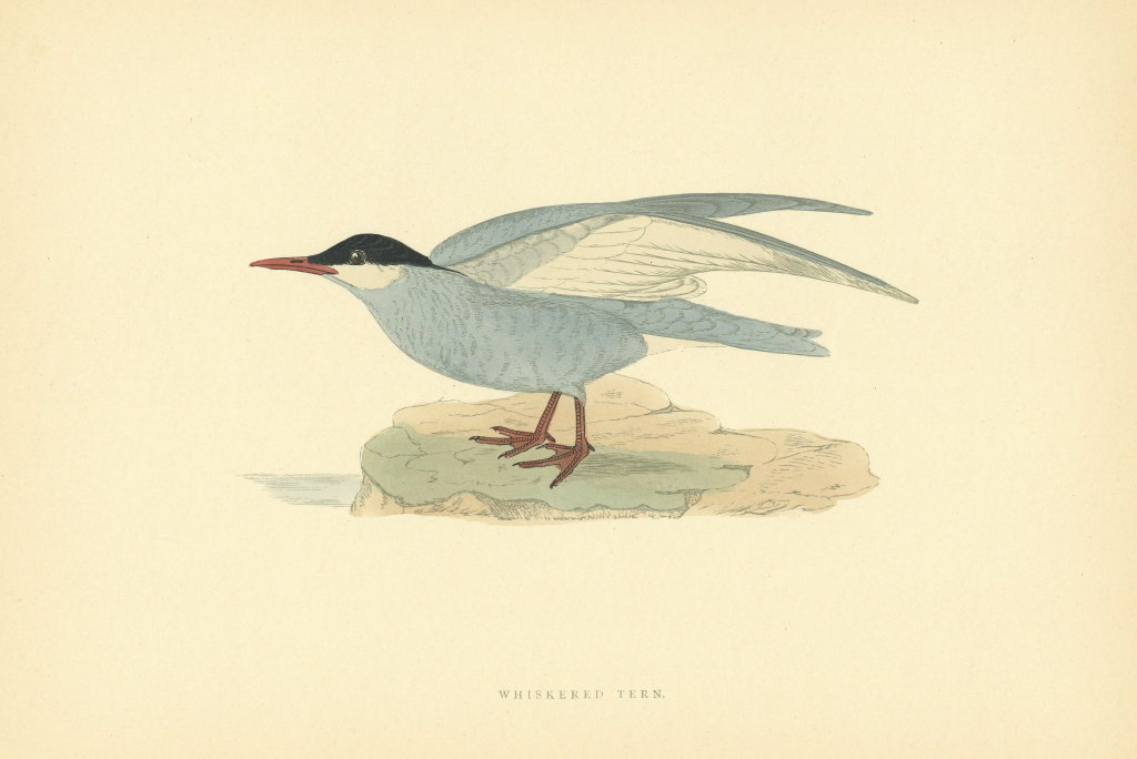 Whiskered Tern. Morris's British Birds. Antique colour print 1903 old