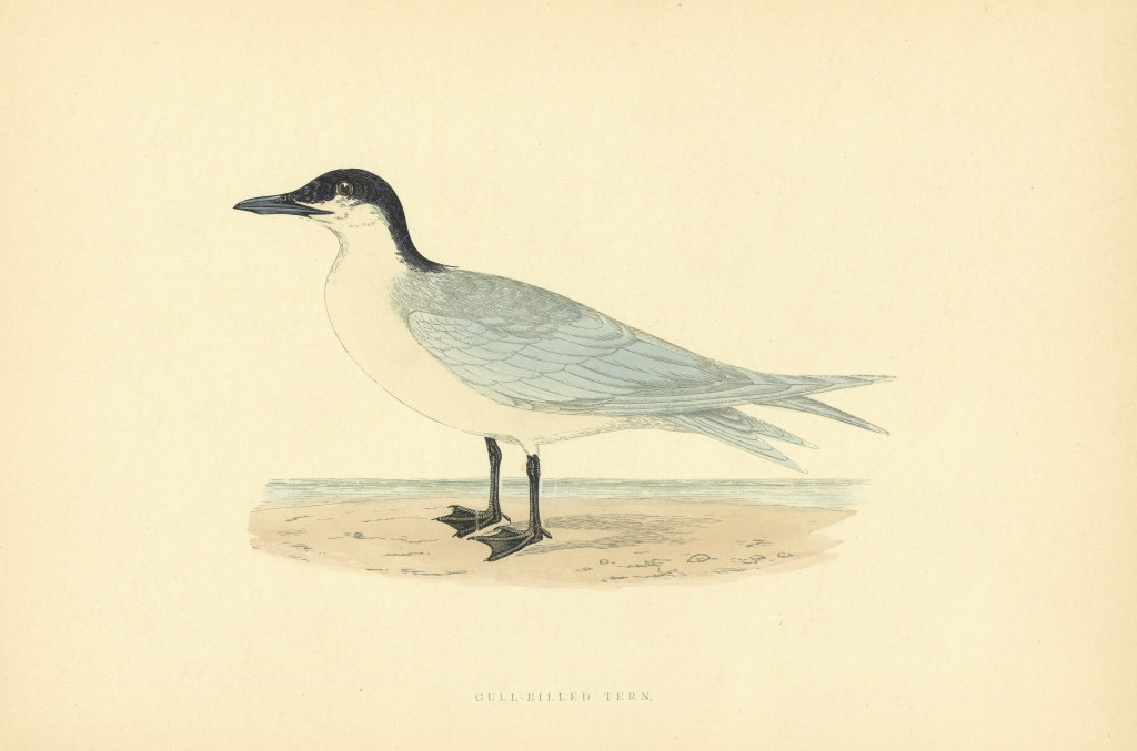 Gull-Billed Tern. Morris's British Birds. Antique colour print 1903 old