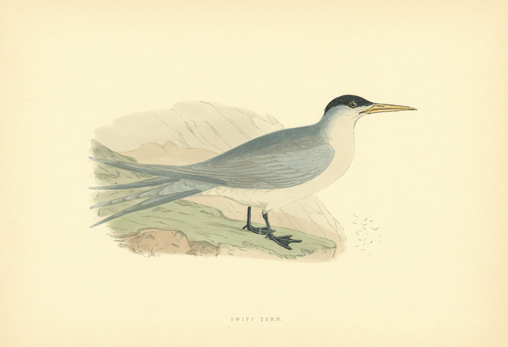 Swift Tern. Morris's British Birds. Antique colour print 1903 old