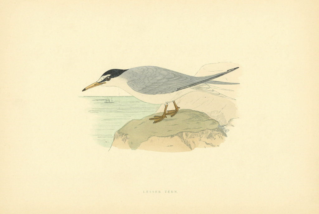 Lesser Tern. Morris's British Birds. Antique colour print 1903 old
