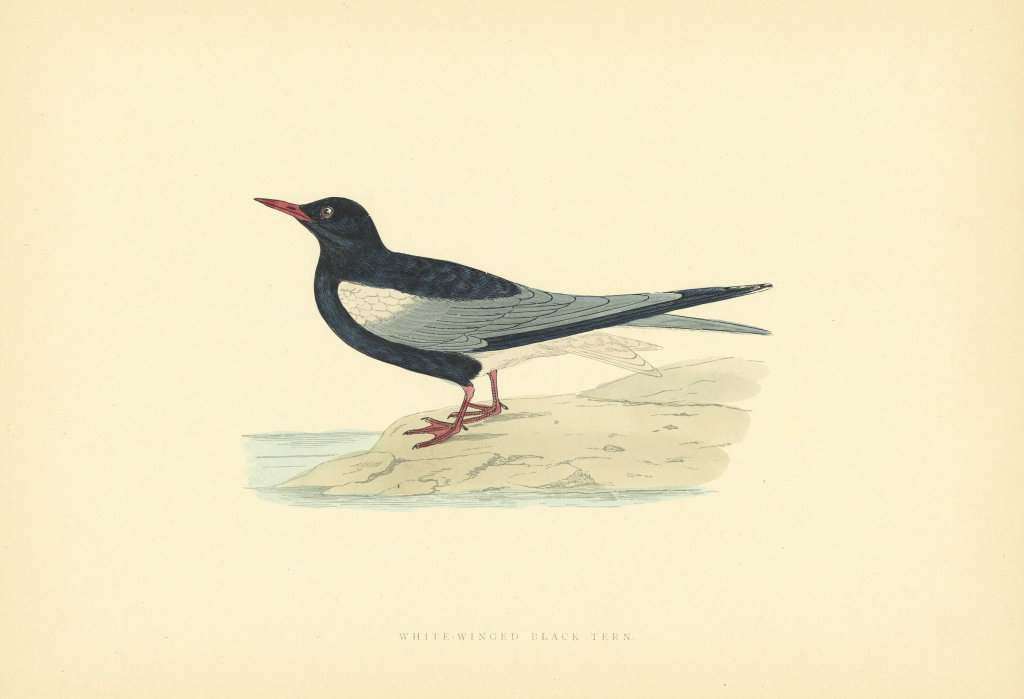 White-Winged Black Tern. Morris's British Birds. Antique colour print 1903