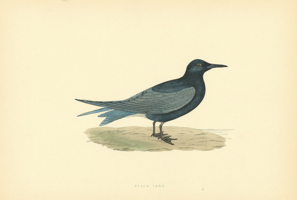 Black Tern. Morris's British Birds. Antique colour print 1903 old