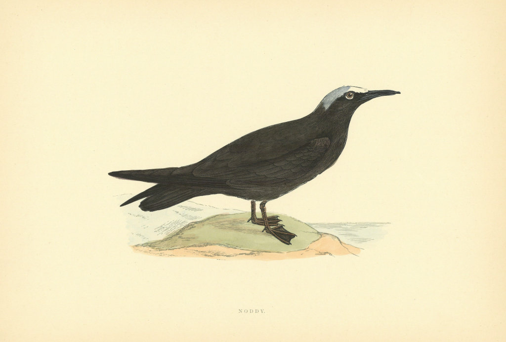 Associate Product Noddy. Morris's British Birds. Antique colour print 1903 old