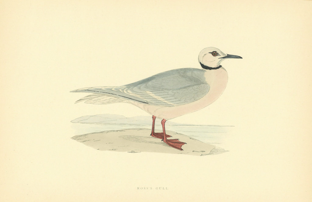 Ross's Gull. Morris's British Birds. Antique colour print 1903 old