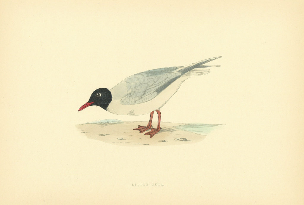 Associate Product Little Gull. Morris's British Birds. Antique colour print 1903 old