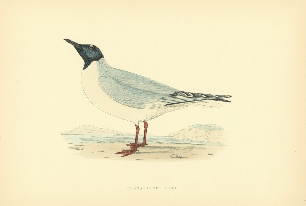 Buonaparte's Gull. Morris's British Birds. Antique colour print 1903 old