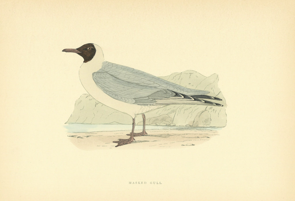 Masked Gull. Morris's British Birds. Antique colour print 1903 old