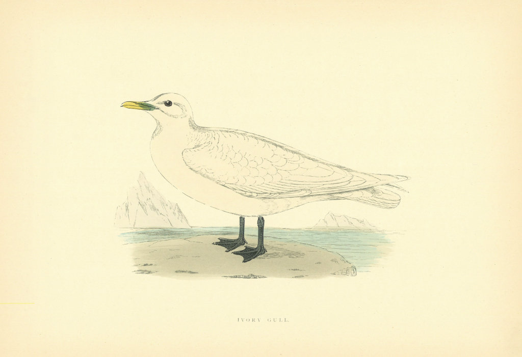 Ivory Gull. Morris's British Birds. Antique colour print 1903 old