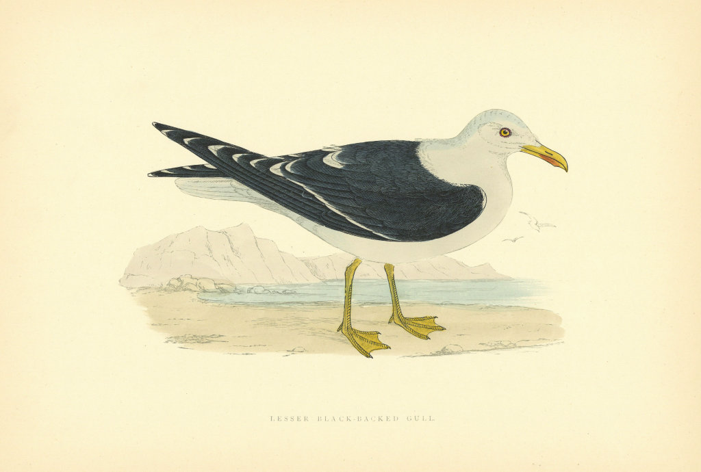 Lesser Black-Backed Gull. Morris's British Birds. Antique colour print 1903
