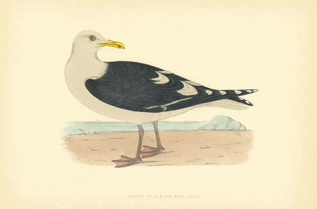 Great Black-Backed Gull. Morris's British Birds. Antique colour print 1903