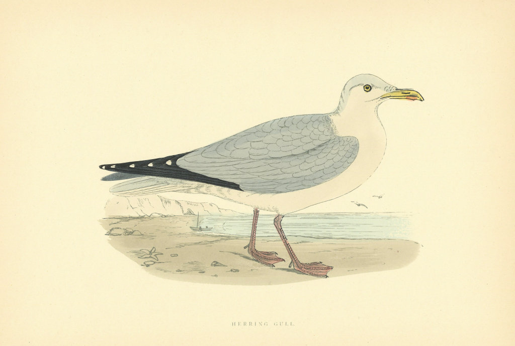 Herring Gull. Morris's British Birds. Antique colour print 1903 old