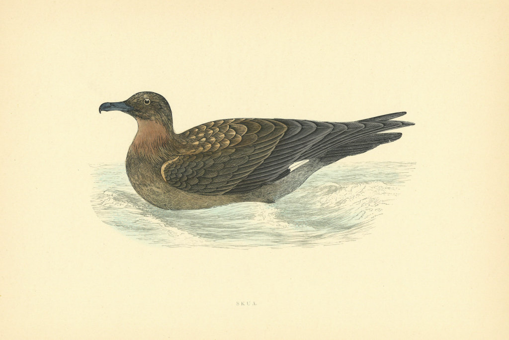 Skua. Morris's British Birds. Antique colour print 1903 old