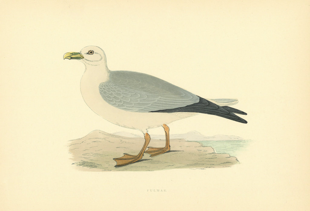 Fulmar. Morris's British Birds. Antique colour print 1903 old