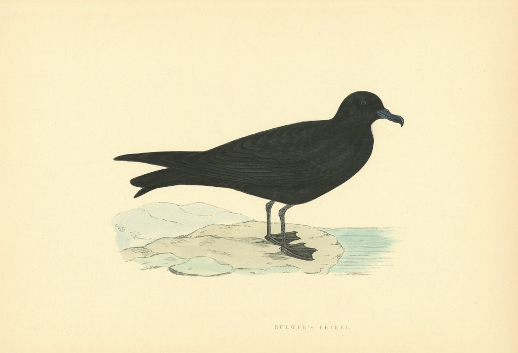 Bulwer's Petrel. Morris's British Birds. Antique colour print 1903 old