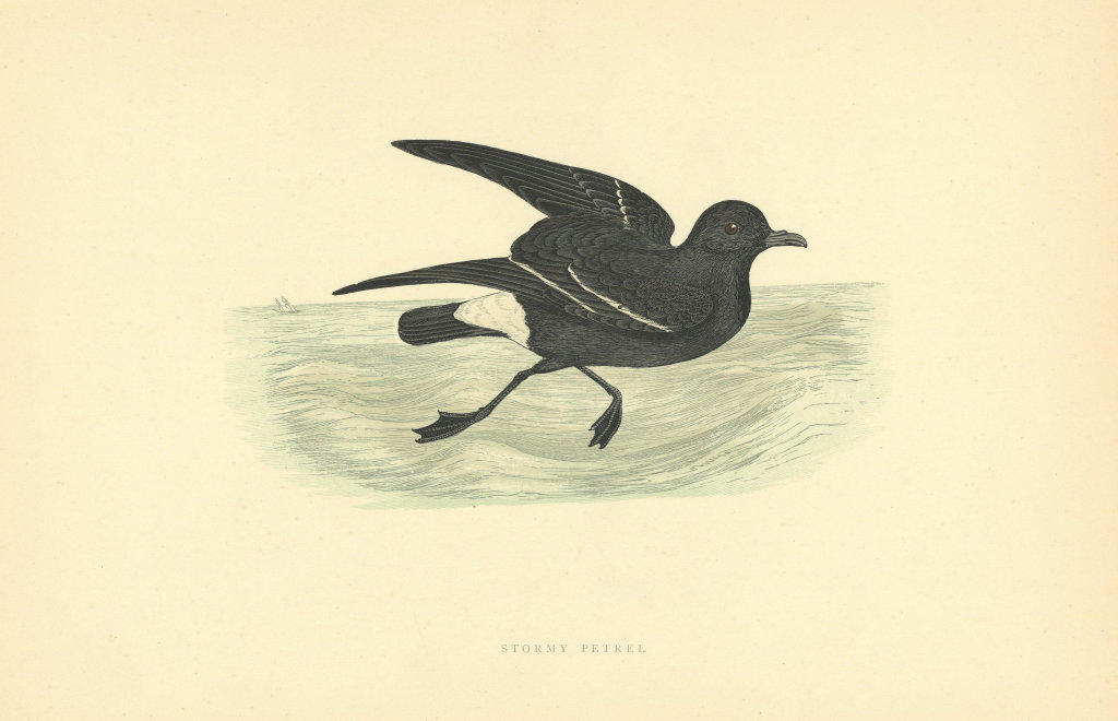 Stormy Petrel. Morris's British Birds. Antique colour print 1903 old