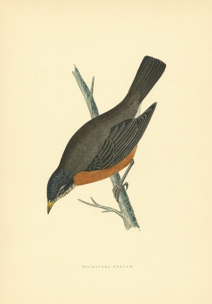 Migratory Thrush. Morris's British Birds. Antique colour print 1903 old