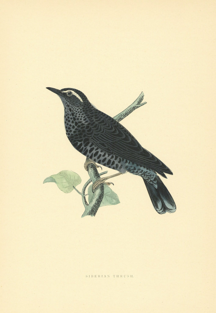 Siberian Thrush. Morris's British Birds. Antique colour print 1903 old