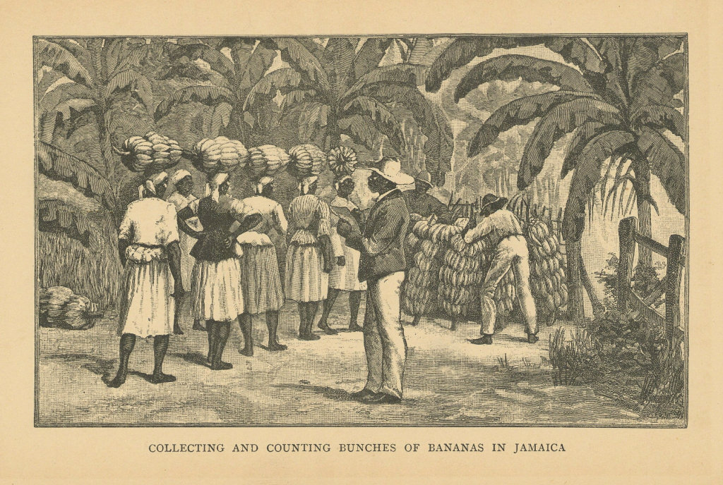 Collecting and counting bunches of bananas in Jamaica 1889 old antique print