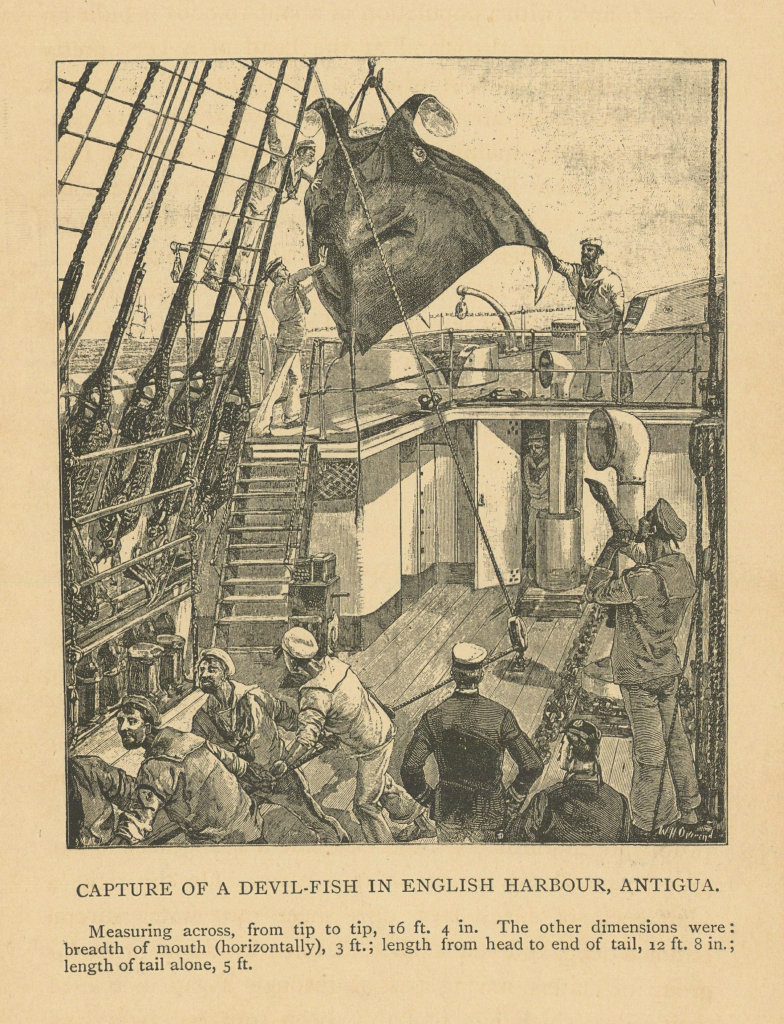 Capture of a Devil-fish in English harbour, Antigua. Giant devil ray 1889