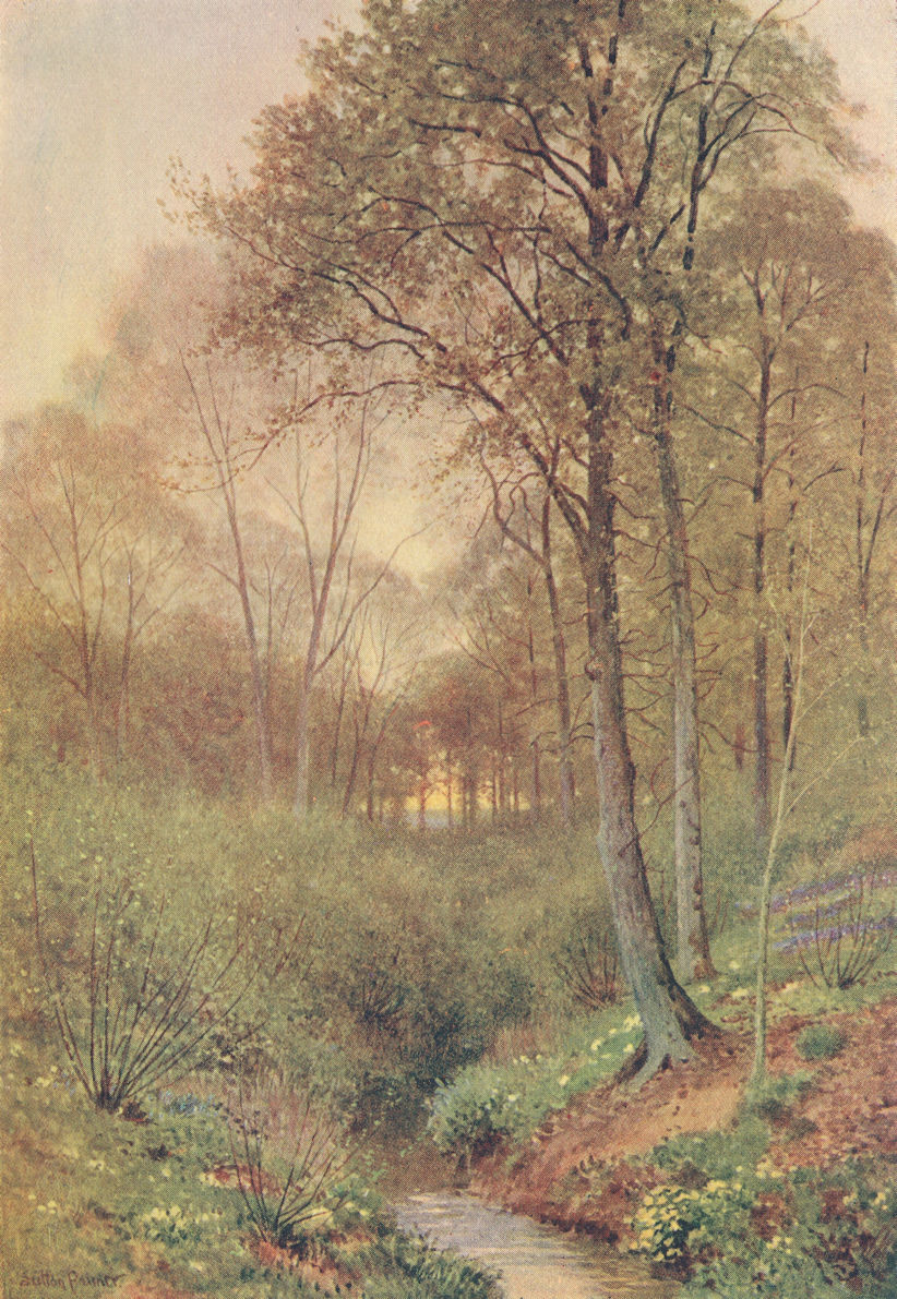 Near Brill, a Spring Woodland, Buckinghamshire by Sutton Palmer 1920 old print