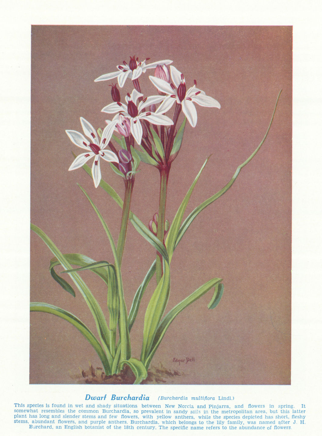 Dwarf Burchordia (Burchardia multiflora). West Australian Wild Flowers 1950