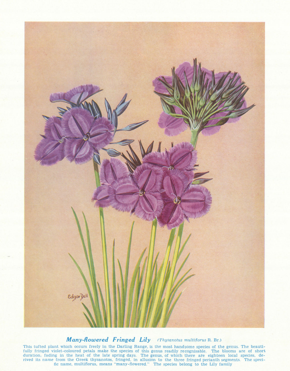 Associate Product Many-flowered Fringed Lily (Thysanotus multiflorus). Australian Wild Flower 1950
